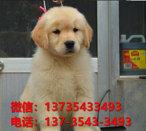 丽江宠物狗狗犬舍出售纯种金毛犬卖狗买狗地方