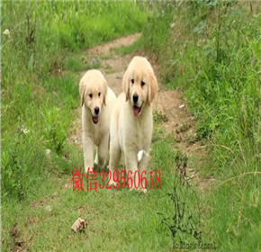  南宁哪里出售金毛幼犬南宁哪里能买到好金毛