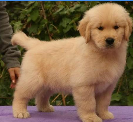 金毛一般在深圳多少钱深圳哪里有卖金毛