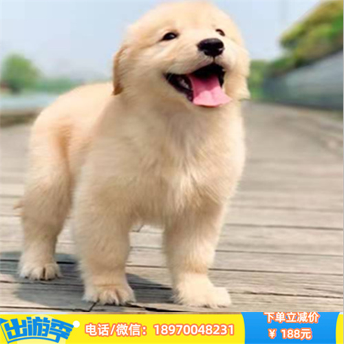 济南哪里有纯种金毛幼犬出售 济南宠物销售中