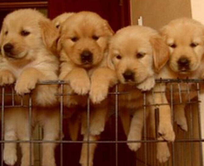 澜沧买狗 澜沧买金毛的地方 云南养狗场