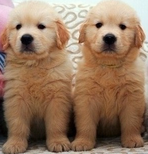 玉溪买金毛 云南养犬场出售漂亮小金毛