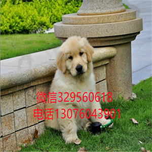 天津金毛犬出售 天津哪里卖纯种金毛 金毛幼犬出售