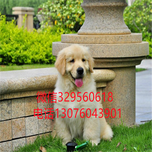 天津金毛犬出售 天津哪里卖纯种金毛 金毛幼犬出售