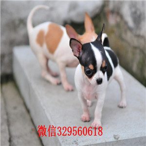  宁波哪里卖吉娃娃宁波吉娃娃多少钱 纯种墨西