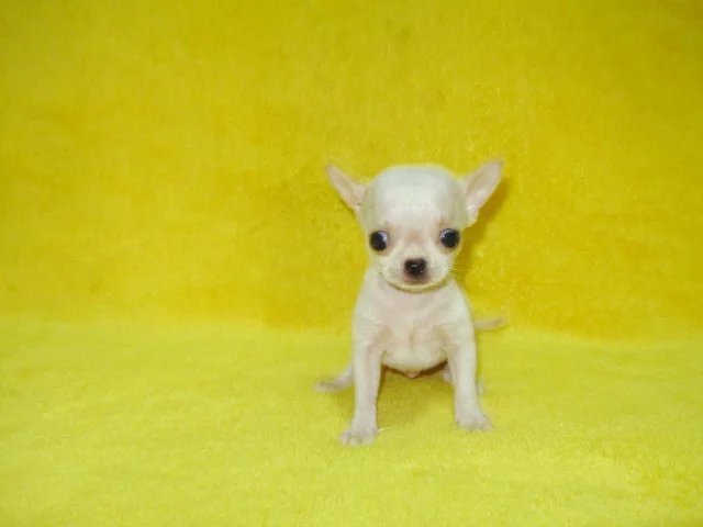 济南哪里卖的吉娃娃便宜 济南黑白吉娃娃多少