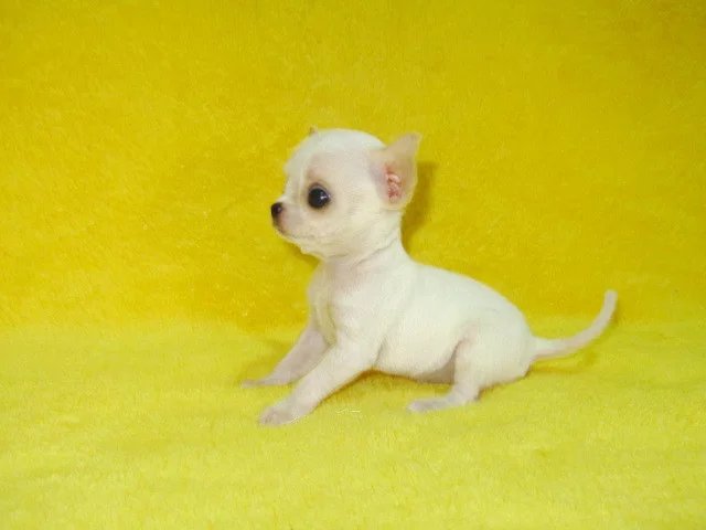 重庆铁包金吉娃娃怎么卖的 重庆白色吉娃娃多