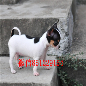 福州免费送货 看视频 吉娃犬纯种健康保终身 