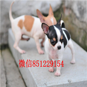 福州免费送货 看视频 吉娃犬纯种健康保终身 