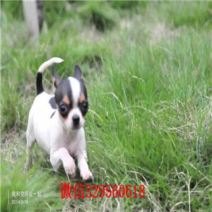 福州吉娃娃犬出售 纯种吉娃娃多少钱一只 小体