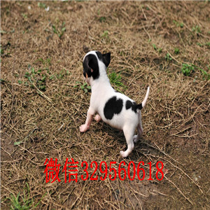 北碚出售吉娃娃 标准苹果头黄色吉娃娃小体吉娃娃多少钱吉娃娃长大几斤