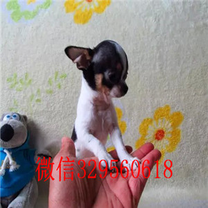 綦江吉娃娃幼犬出售黄色吉娃娃极品袖珍墨西哥