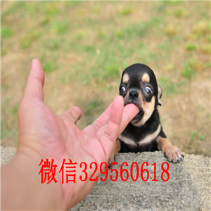 奉节茶杯吉娃娃犬出售铁包金吉娃娃小体吉娃娃