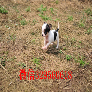 荣昌出售吉娃娃 标准苹果头哪里有卖纯种吉娃