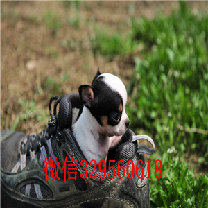 石柱茶杯吉娃娃犬出售哪里有卖纯种吉娃娃极品