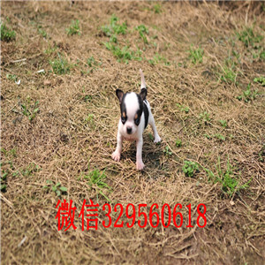 渝北茶杯吉娃娃犬出售黑白花吉娃娃小体吉娃娃