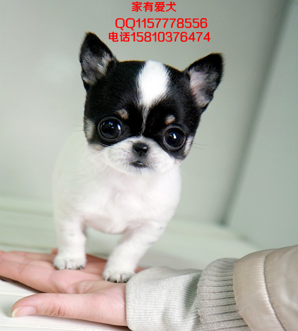 出售纯种吉娃娃幼犬  吉娃娃图片  吉娃娃多少