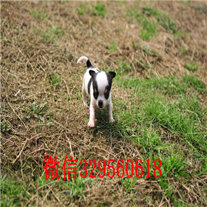 巴南吉娃娃幼犬出售哪里有卖纯种吉娃娃小体吉