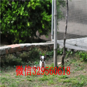 云阳吉娃娃幼犬出售哪里有卖纯种吉娃娃苹果头