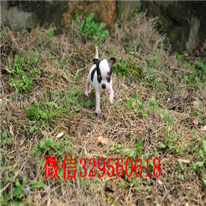 双桥吉娃娃幼犬出售铁包金吉娃娃小体吉娃娃多