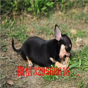 长寿吉娃娃幼犬出售铁包金吉娃娃苹果头短毛小