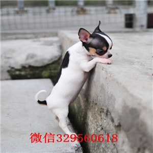 沈阳哪里有卖吉娃娃吉娃娃长多大黄白花吉娃娃苹果头金鱼眼吉娃娃