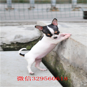 沈阳哪里有卖吉娃娃吉娃娃长多大黄白花吉娃娃苹果头金鱼眼吉娃娃