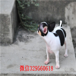 奉节哪里有卖吉娃娃吉娃娃长多大哪里有卖吉娃娃的小体吉娃娃