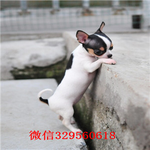 成都出售纯种吉娃娃幼犬吉娃娃图片哪里有卖吉