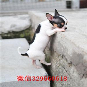 聊城哪里有卖吉娃娃吉娃娃图片大眼睛吉娃娃 