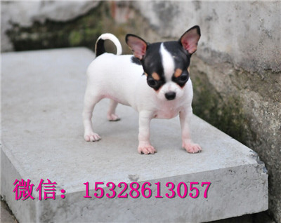 福州哪里有卖吉娃娃 纯种苹果头吉娃娃多少钱 