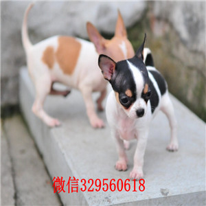 云阳哪里有卖吉娃娃小体吉娃娃多少钱黑色吉娃