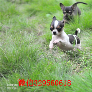 忠县哪里卖吉娃娃幼犬茶杯吉娃娃多少钱苹果头