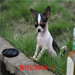 黔江犬舍出售纯种吉娃娃茶杯吉娃娃多少钱黑白