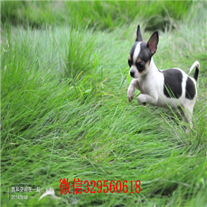 巴南哪里有卖纯种吉娃娃吉娃娃幼犬出售黄色吉