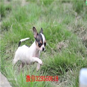 哈尔滨哪里能买到吉娃娃吉娃娃多少钱一只黑色吉娃娃苹果头吉娃娃