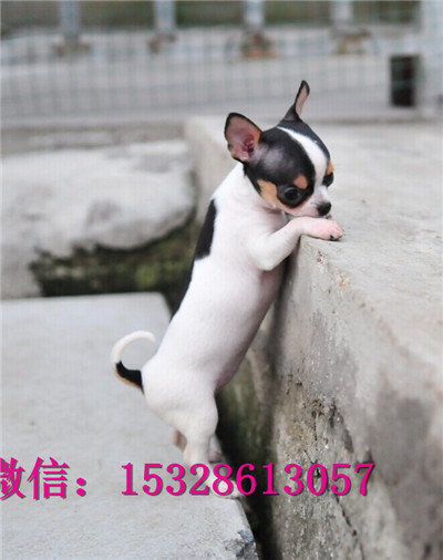 哈尔滨哪里有卖吉娃娃 纯种吉娃娃多少钱 赛级