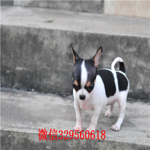 郑州哪里有卖纯种吉娃娃茶杯吉娃娃多少钱黑白