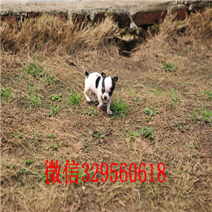 哈尔滨吉娃娃一般多少钱一只_吉娃娃干净好养