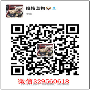 奉节哪里能买到吉娃娃吉娃娃幼犬出售黑色吉娃