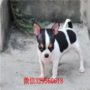 郑州哪里有卖纯种吉娃娃茶杯吉娃娃多少钱黑白花吉娃娃长不大的吉娃娃幼犬