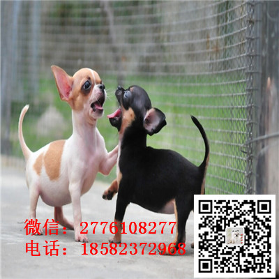 济南哪里有纯种健康的吉娃娃出售 吉娃娃哪里