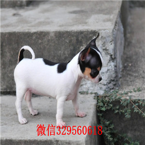 北碚哪里有卖吉娃娃吉娃娃幼犬出售黄色吉娃娃