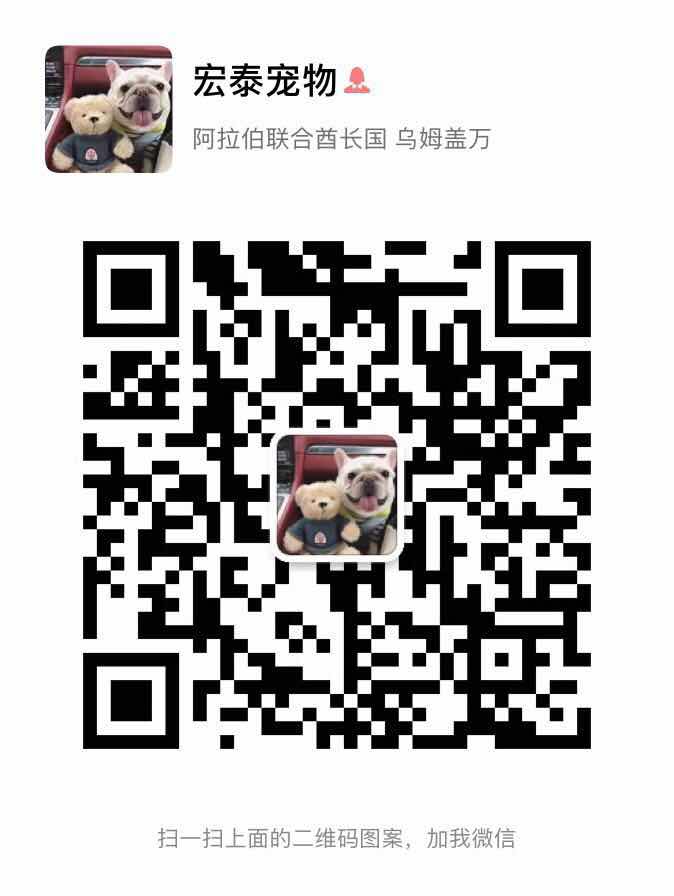 沈阳哪里有卖纯种吉娃娃 赛级苹果头吉娃娃多少钱 小体型吉娃娃幼犬