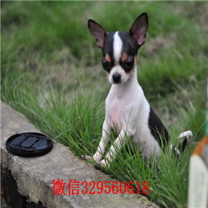 四平哪里卖吉娃娃幼犬吉娃娃幼犬出售白色吉娃