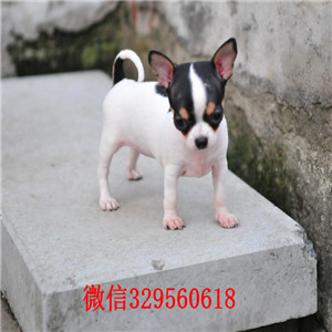 铜梁哪里卖吉娃娃幼犬茶杯吉娃娃多少钱黑白花