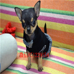 福州吉娃娃价格一般多少_吉娃娃好养吗_带证书