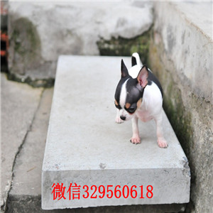 涪陵哪里能买到吉娃娃吉娃娃幼犬出售苹果头大