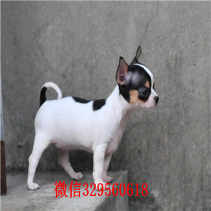 郑州哪里有卖纯种吉娃娃茶杯吉娃娃多少钱黑白花吉娃娃长不大的吉娃娃幼犬