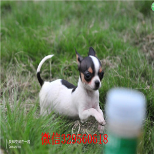 沙坪坝犬舍出售纯种吉娃娃吉娃娃多少钱一只黑